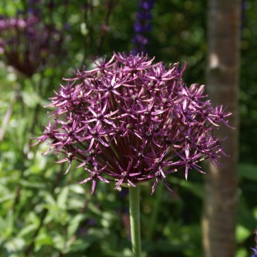 Allium 'Firmament'