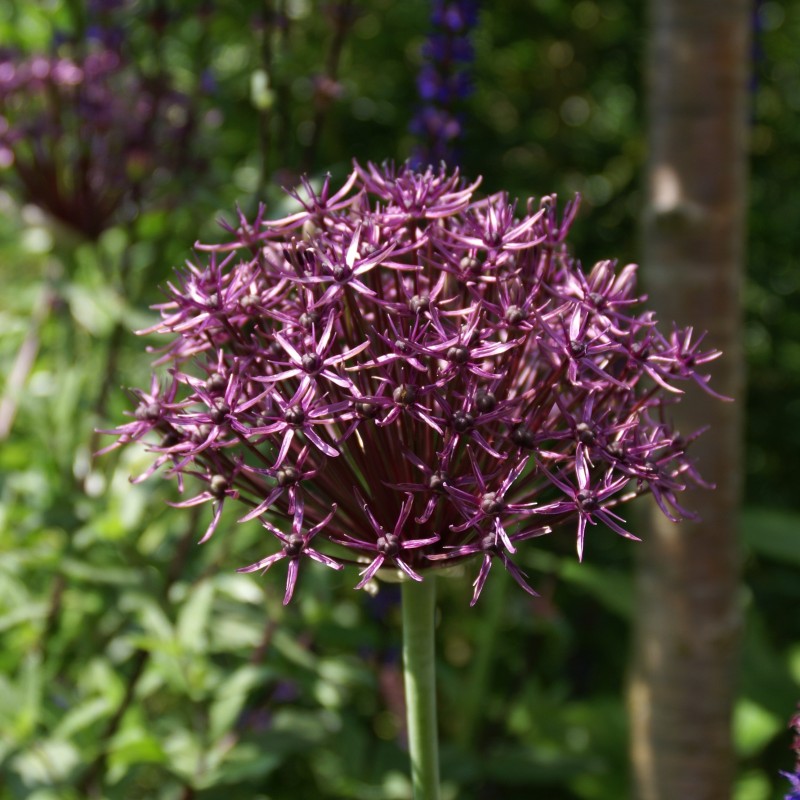 Allium 'Firmament'