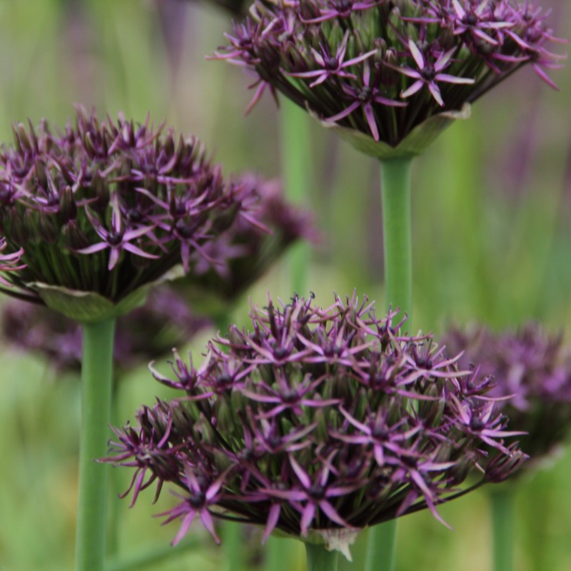 Allium 'Firmament'