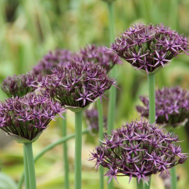 Allium 'Firmament'