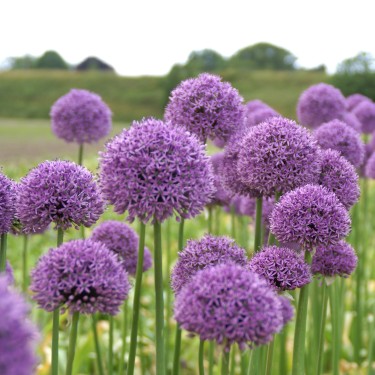 Allium 'Gladiator'
