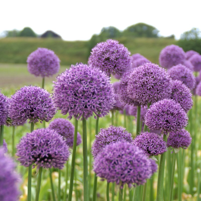 Allium 'Gladiator'