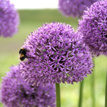 Allium 'Gladiator'