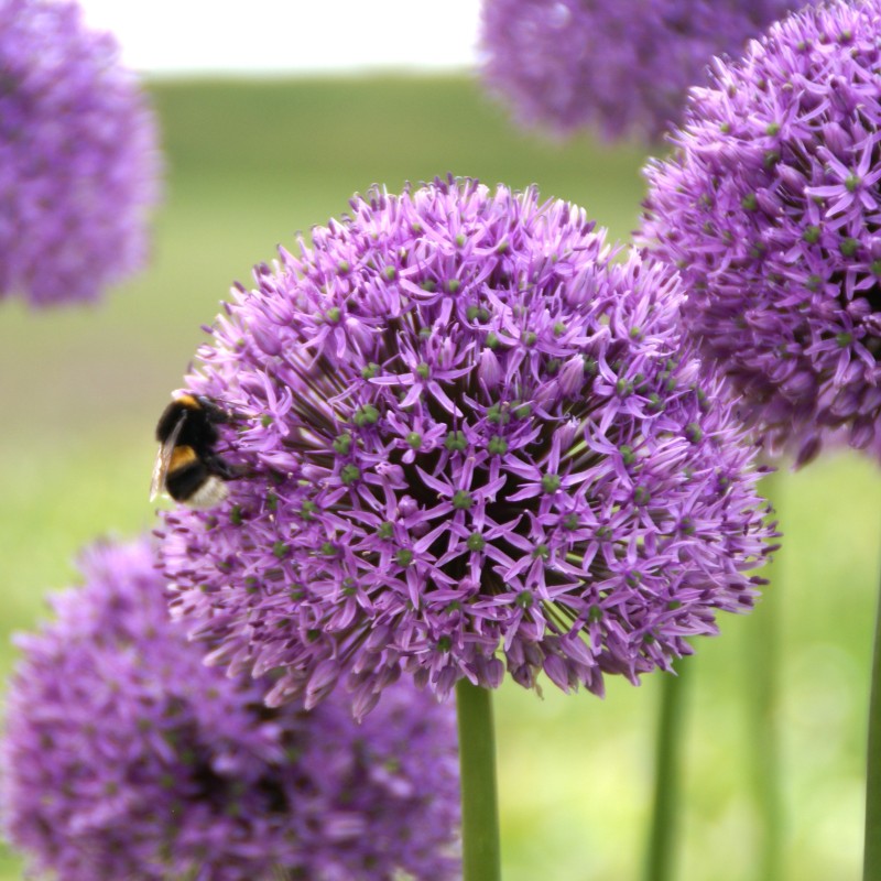 Allium 'Gladiator'