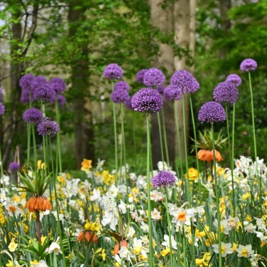 Allium 'Gladiator'