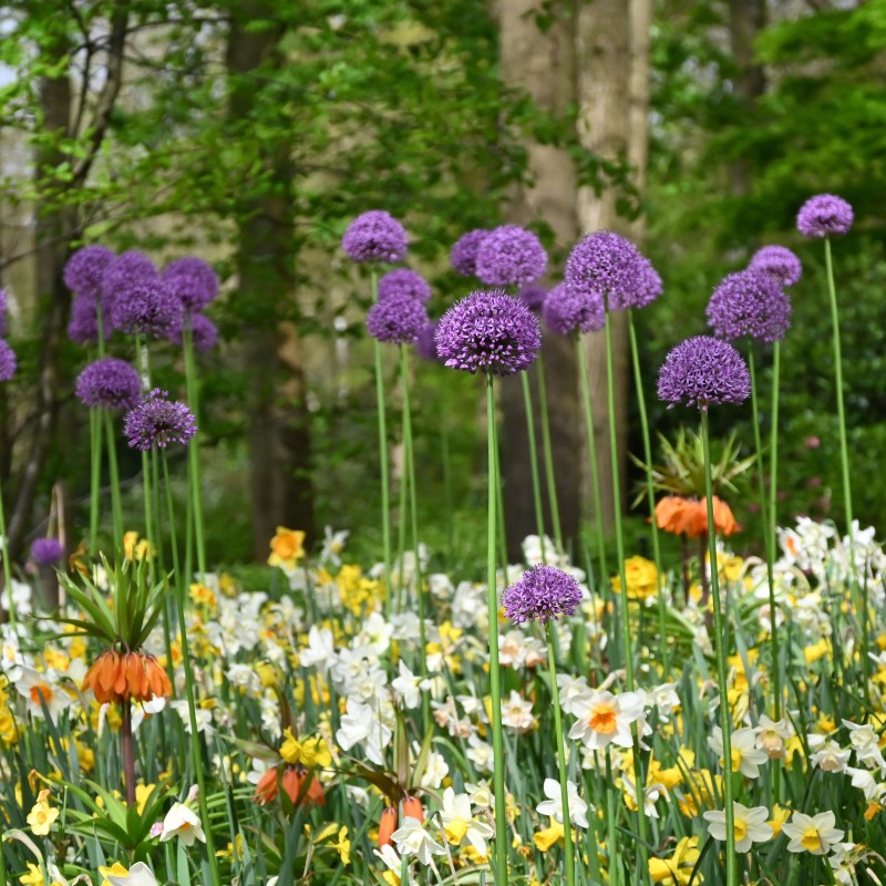 Allium 'Gladiator'