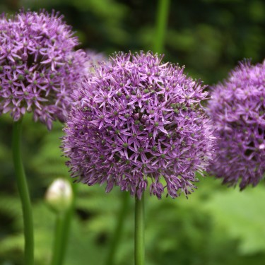 Allium 'Gladiator'