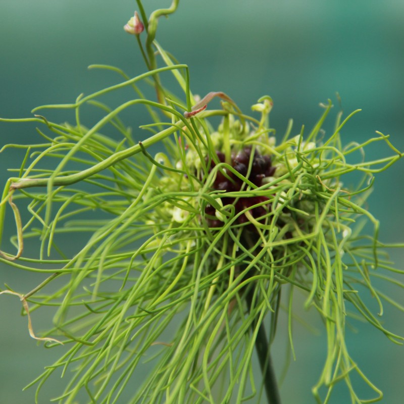 Allium 'Hair'