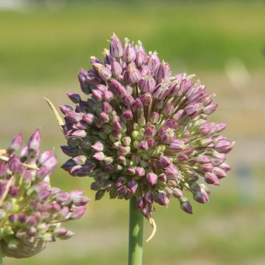 Allium 'Jasmine'