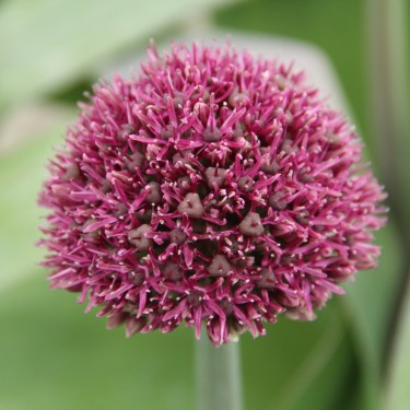 Allium 'Ostara' Allium 'Ostara'