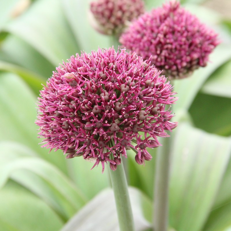 Allium 'Ostara' Allium 'Ostara'
