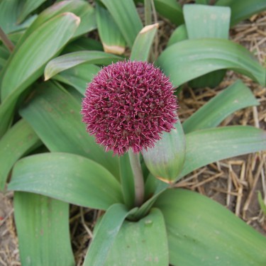 Allium 'Ostara' Allium 'Ostara'