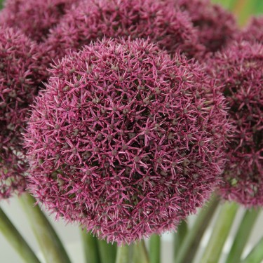 Allium 'Ostara' Allium 'Ostara'
