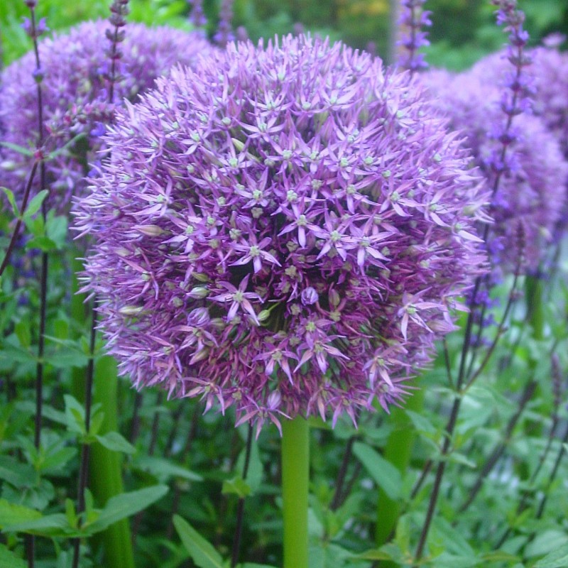 Allium 'Pinball Wizard'