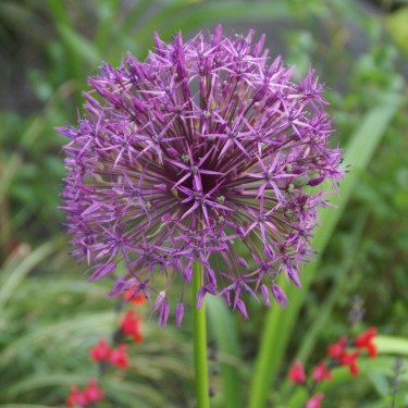 Allium 'Purple Rain'