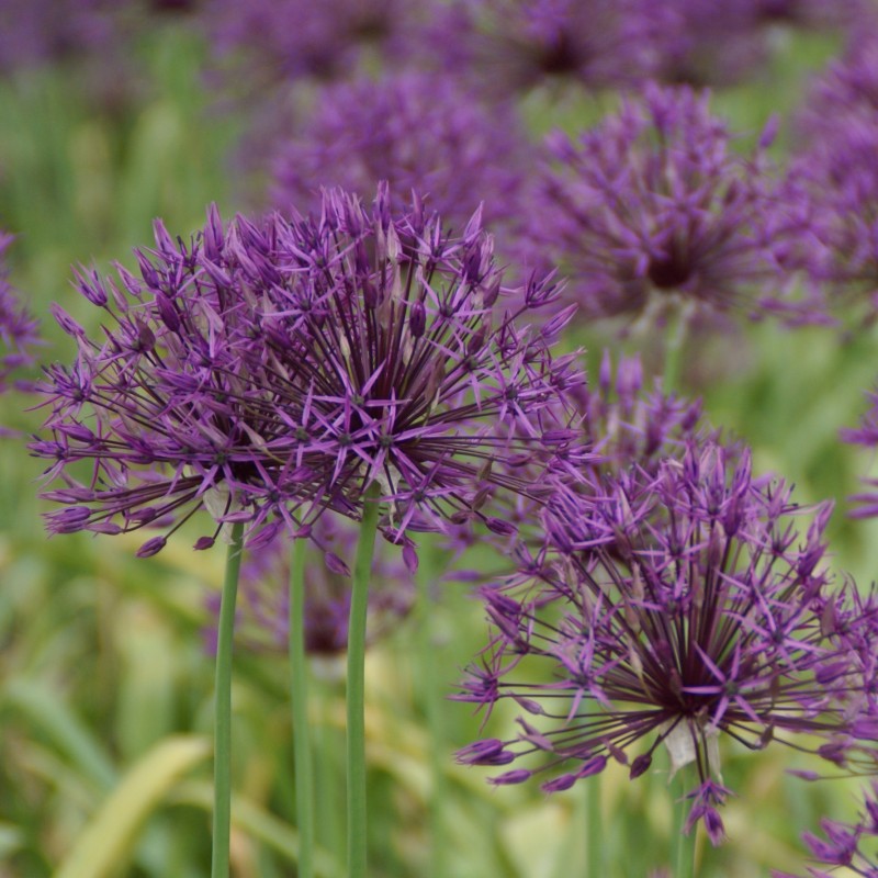 Allium 'Purple Rain'