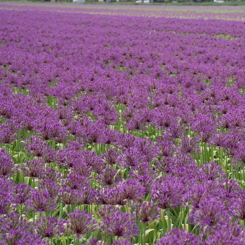Allium 'Purple Rain'