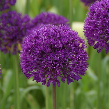 Allium 'Purple Sensation'