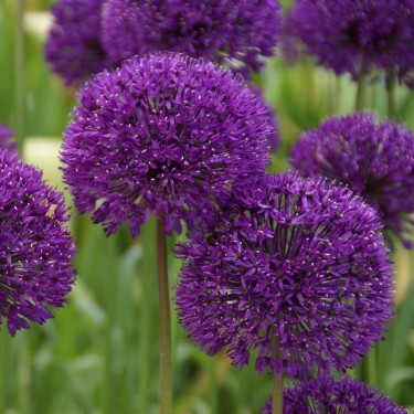Allium 'Purple Sensation'