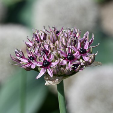 Allium 'Starlight'