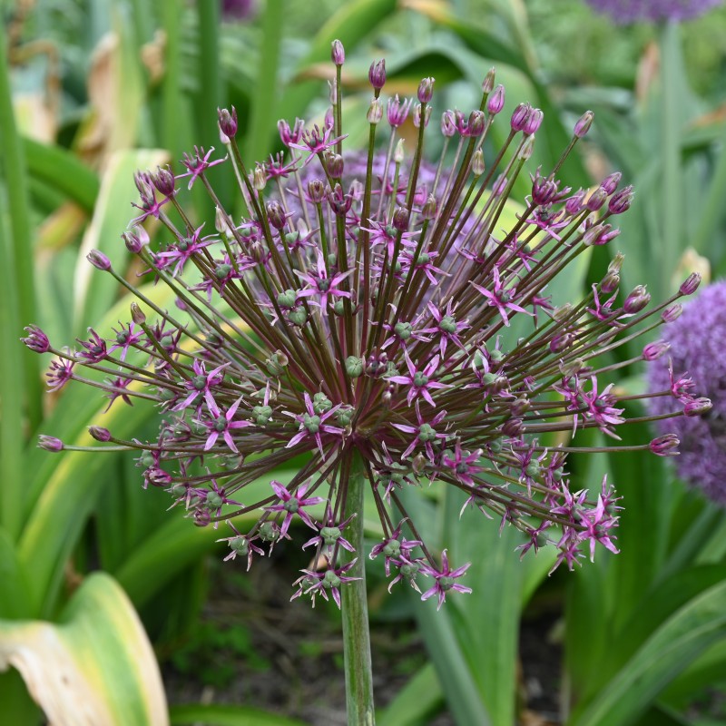 Allium 'Toabago'