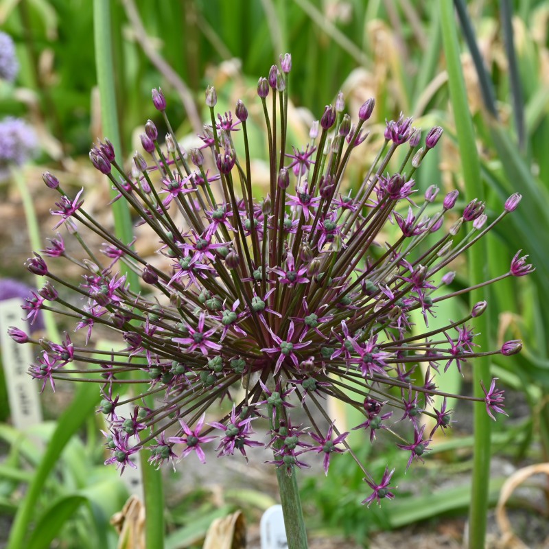 Allium 'Toabago'