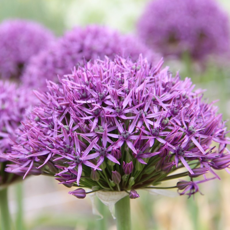 Allium 'Violet Beauty'