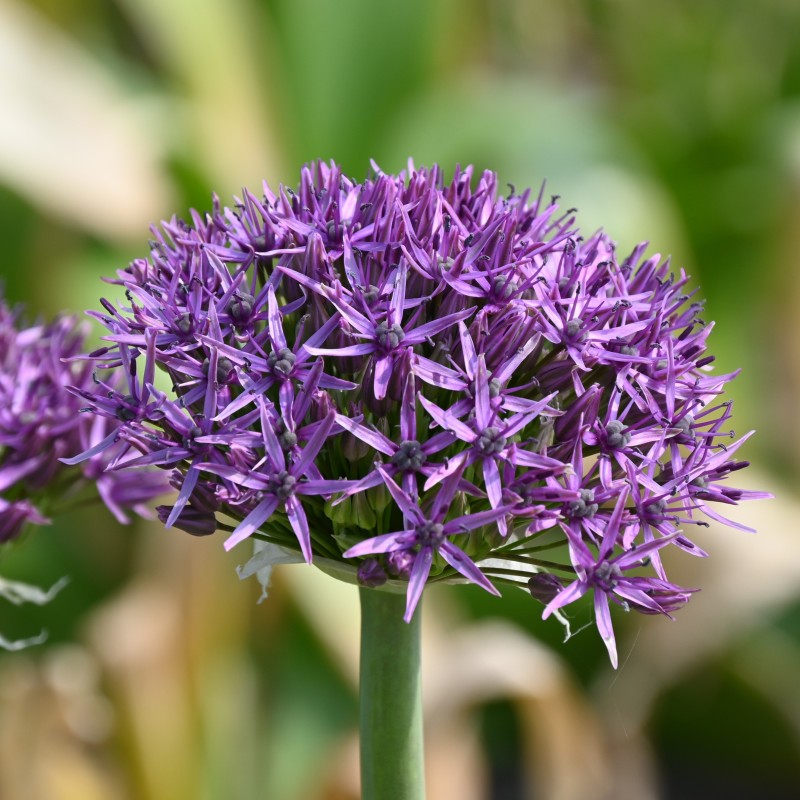 Allium 'Violet Beauty'
