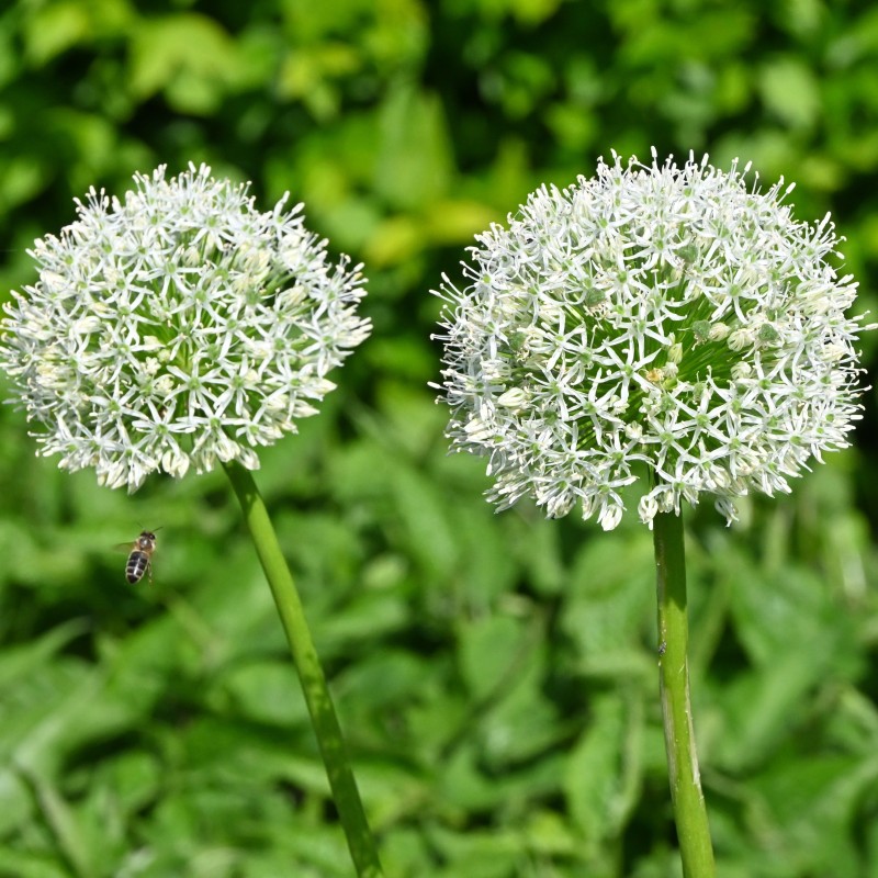 Allium 'White Giant'