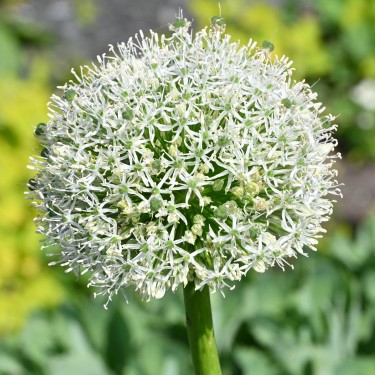 Allium 'White Giant'