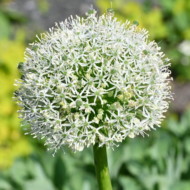 Allium 'White Giant'