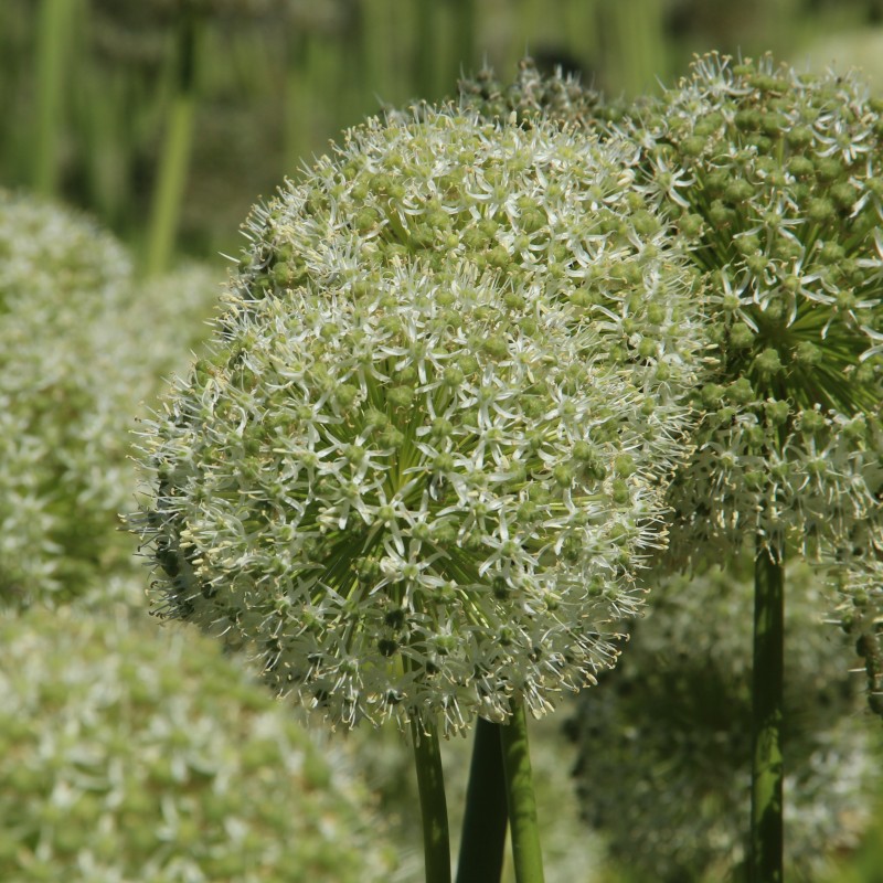 Allium altissimum 'Album'