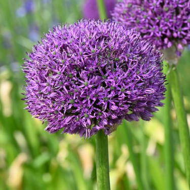 Allium altissimum 'Goliath'