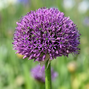 Allium altissimum 'Goliath'