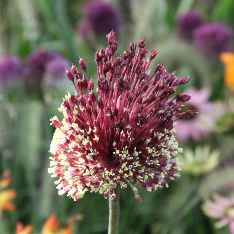 Allium amethystinum 'Red Mohican'