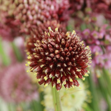 Allium amethystinum 'Red Mohican'
