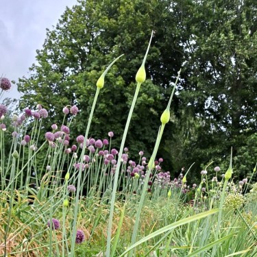 Allium ampeloprasum var. holmense