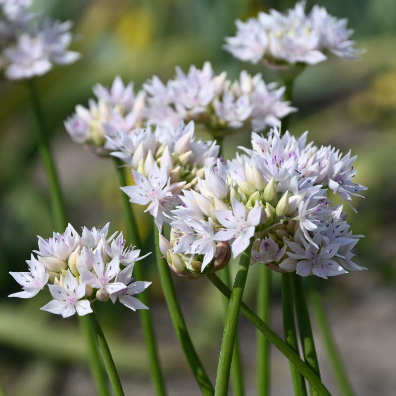 Allium amplectens 'Graceful Beauty'