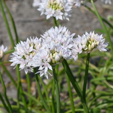 Allium amplectens 'Graceful Beauty'