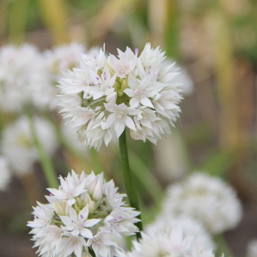 Allium amplectens 'Graceful Beauty'