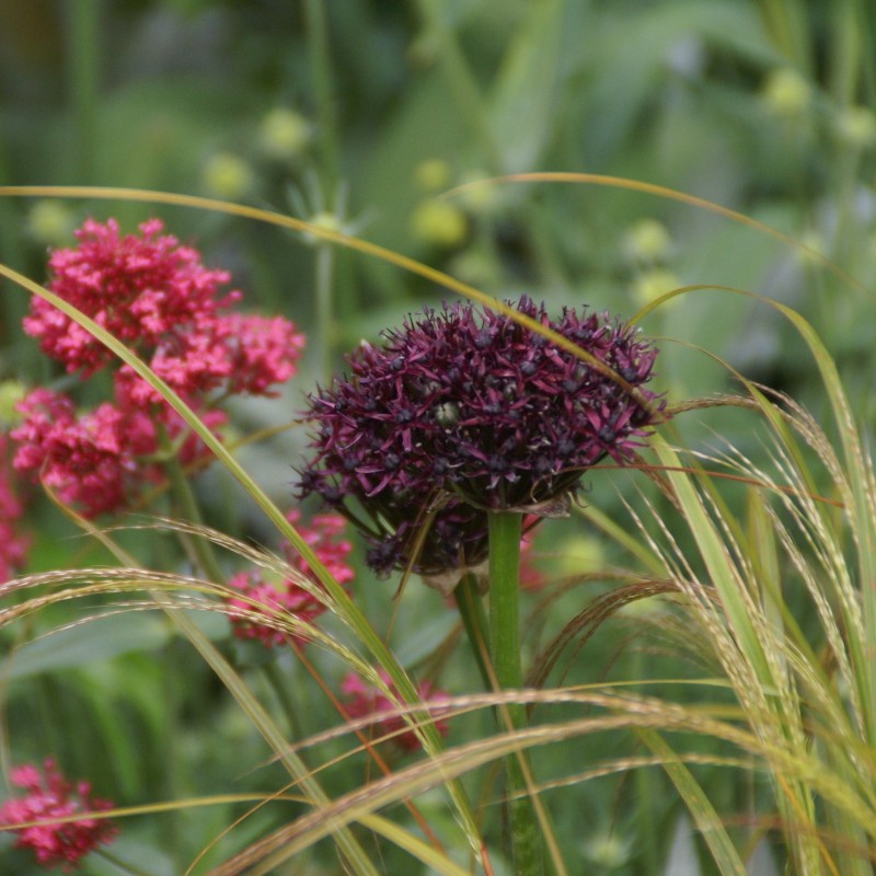 Allium atropurpureum