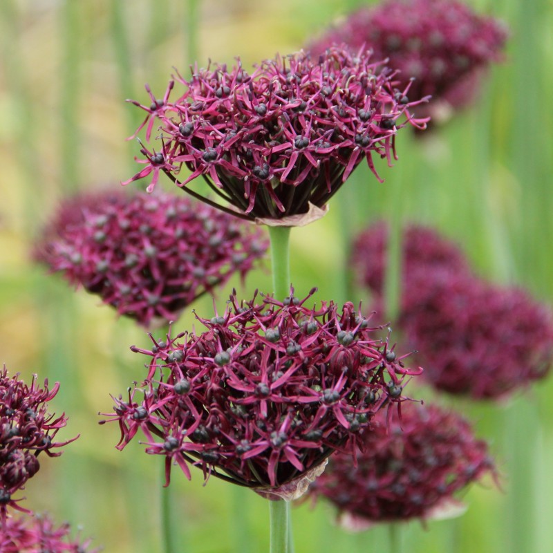 Allium atropurpureum
