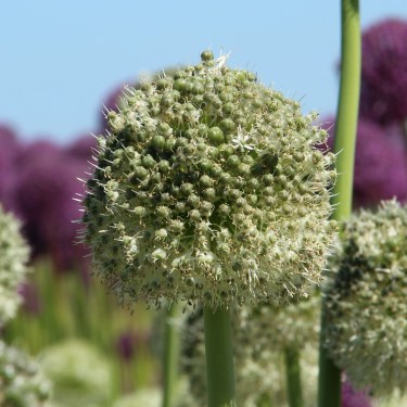 Allium backhousianum 'Green Graze'