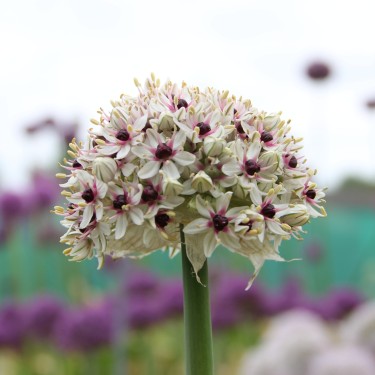 Allium basalticum 'Silver Spring'