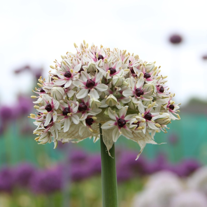 Allium basalticum 'Silver Spring'