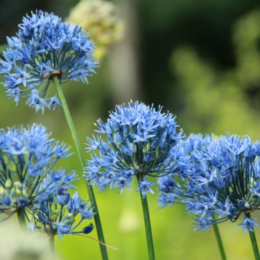 Allium caeruleum