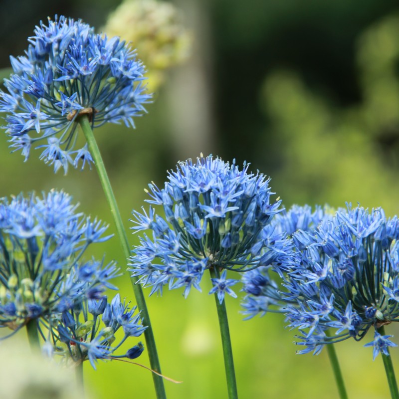 Allium caeruleum