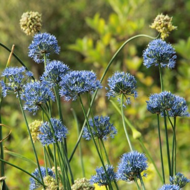 Allium caeruleum
