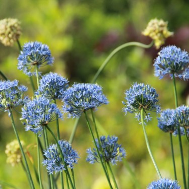 Allium caeruleum