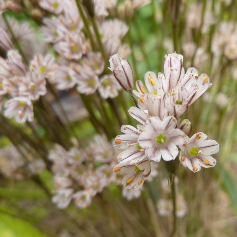 Allium callimischon subsp. callimischon